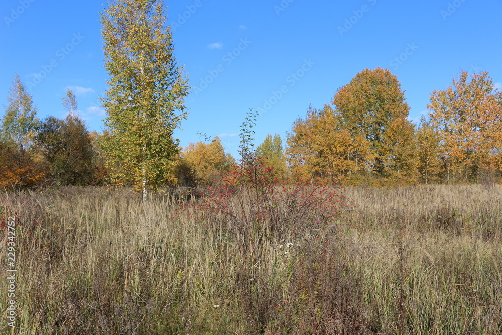Fototapeta premium Autumn meadow is at the edge of the forest