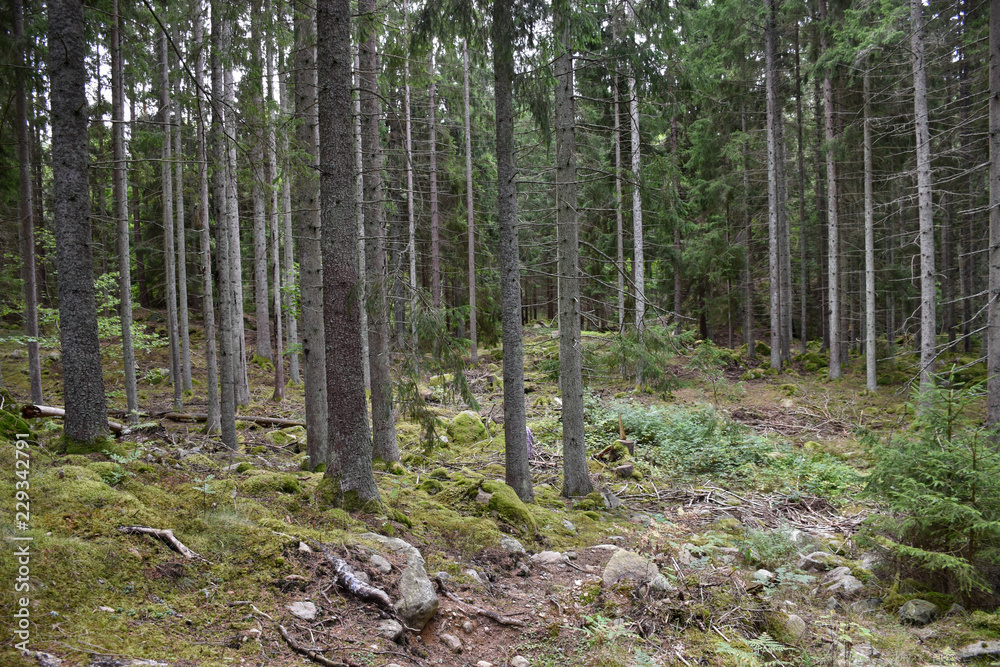 Fototapeta premium Rosnący las świerkowy