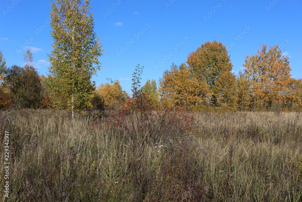 Autumn meadow is at the edge of the forest
