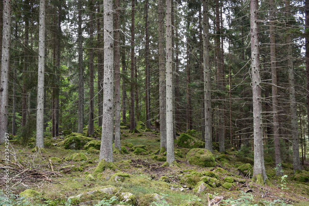 Beautiful spruce tree forest Beautiful spruce tree forest