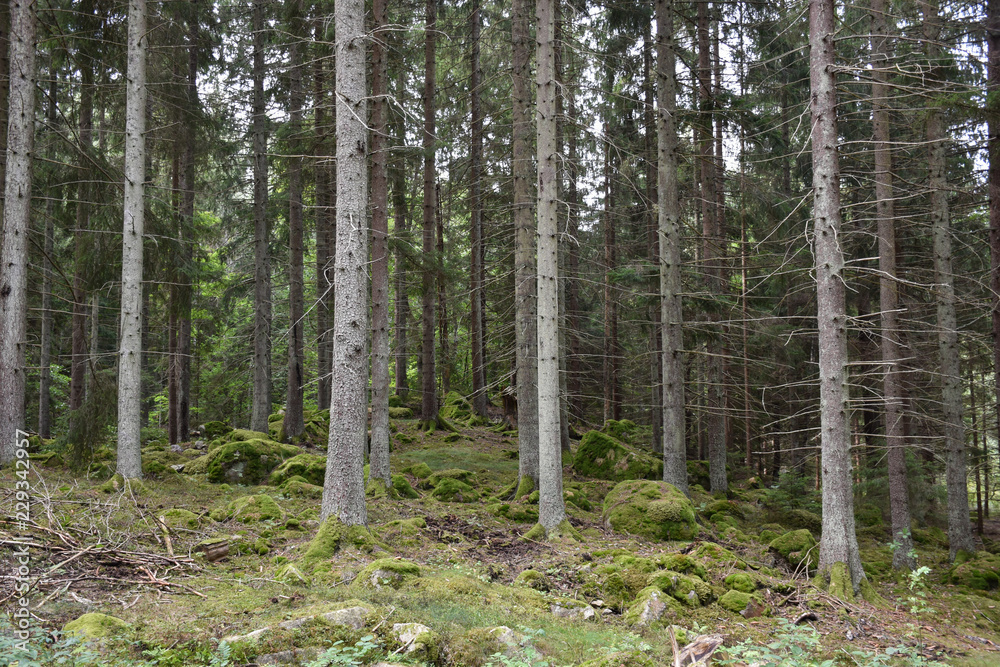 Beautiful spruce tree forest