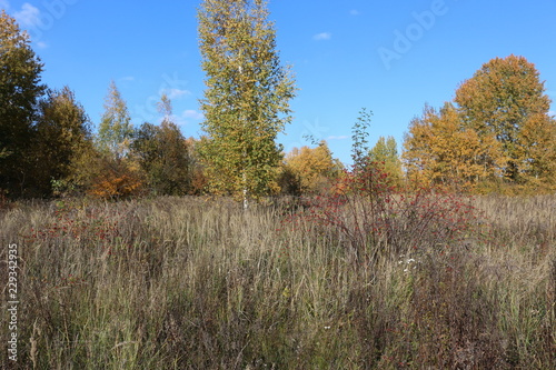 Autumn meadow is at the edge of the forest