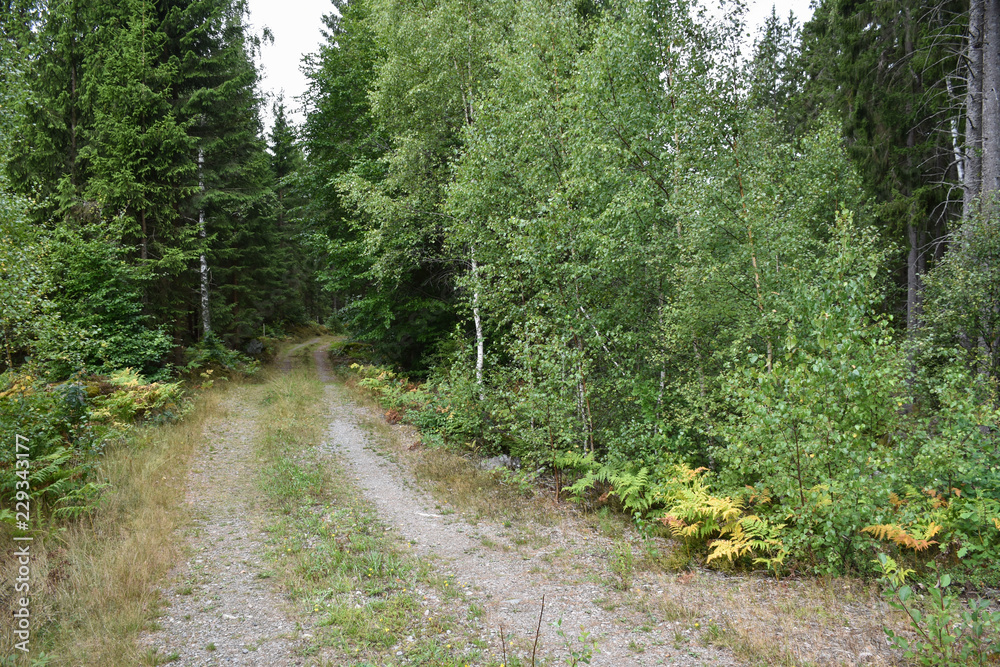 Fototapeta premium Lush forest road