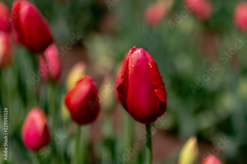 Tulip flower bloom in tulip festival