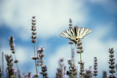 Schmetterling in Lavendelfeld, blauer Himmel