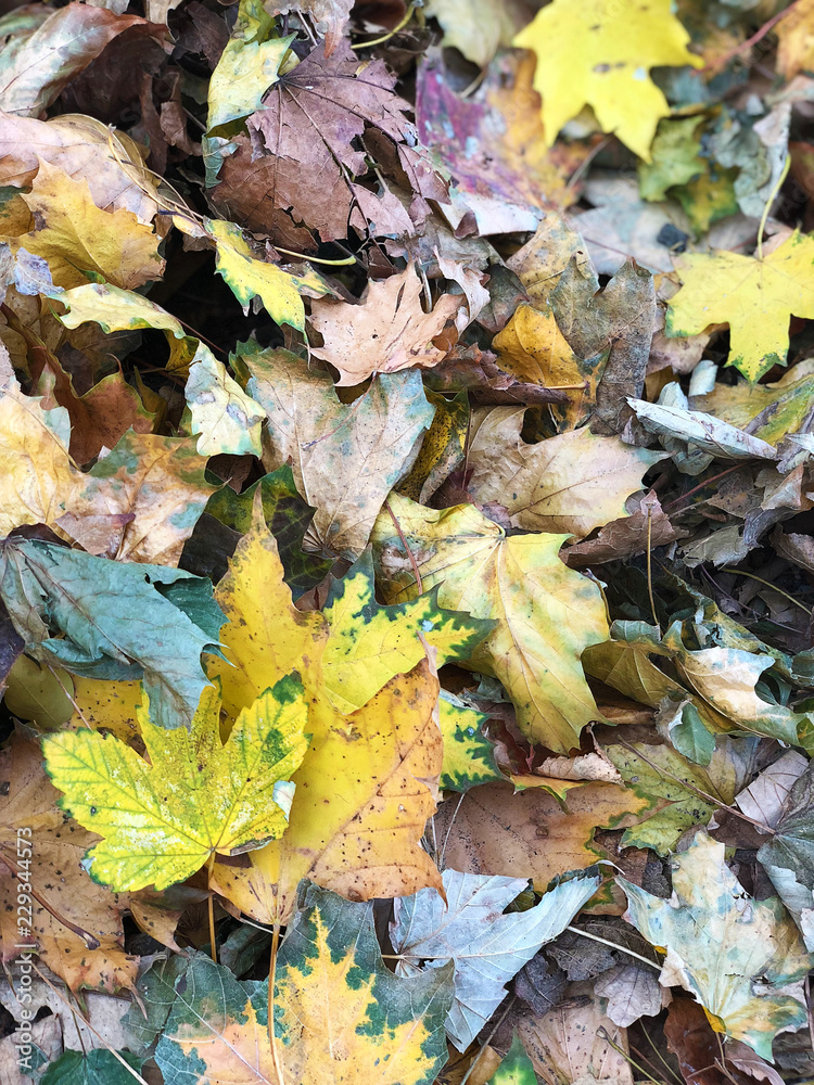 Fall. Autumn foliage. Park in the fall.