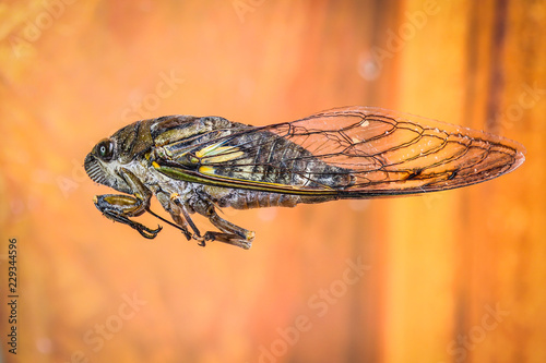 Brazilian Insect  -This insects is very common in brazilian savannah. © judsoncastro