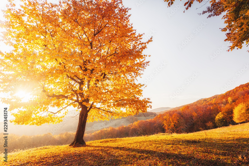Awesome Image Of The Autumn Beech Tree Stock Photo Adobe Stock