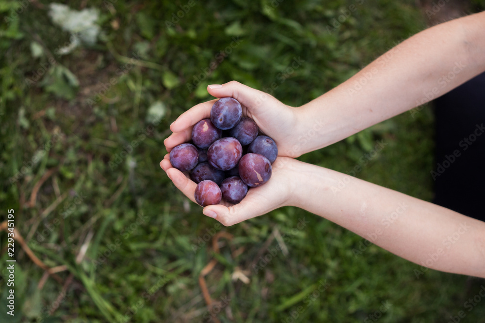Woman hands holds Plums in garden Woman hands holds Plums in garden