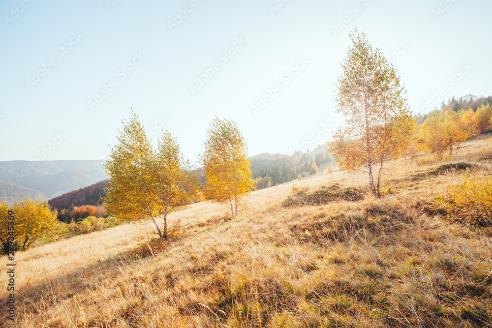Majestic birches in sunny beams at magical valley. Majestic birches in sunny beams at magical valley.
