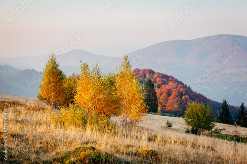 Majestic birches in sunny beams at magical valley.