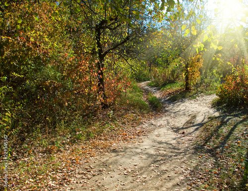 autumn forest landscape closeup