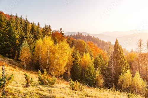 Stunning image of the bright trees in sunny beams.