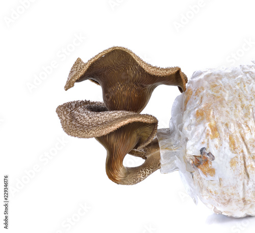 Mushroom ,hedlom northern thai name (Panus polychrous) on white background. photo