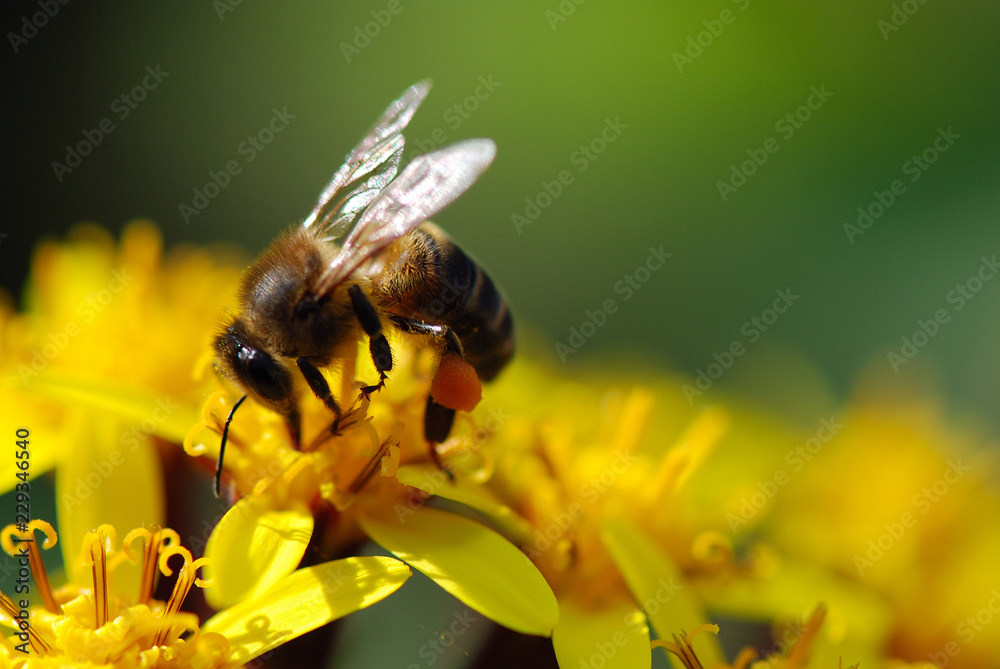 Obraz premium ABEJA POLINIZANDO FLORES AMARILLAS