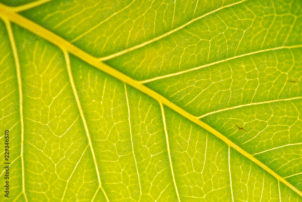 HOJA VERDE EN MACRO. PRIMER PLANO HOJA VERDE EN MACRO. PRIMER PLANO