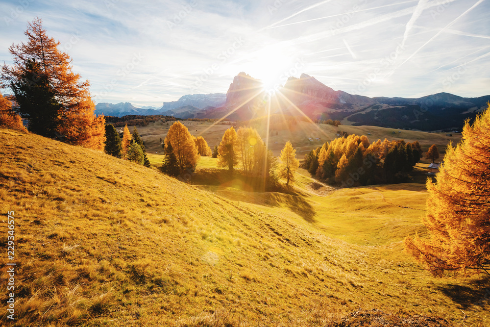 Magical image of larch on the slopes of the hills. Location place Seiser Alm or Alpe di Siusi, South Tyrol, Italy. Europe. - obrazy, fototapety, plakaty 