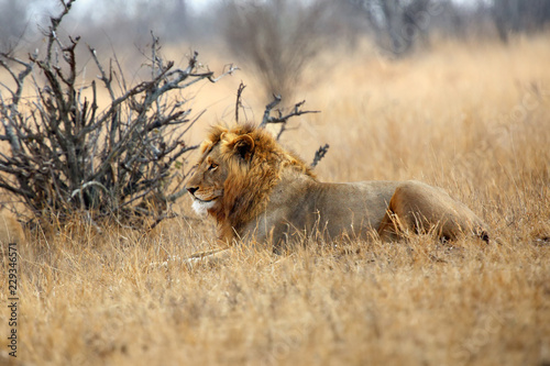 The Southern lion (Panthera leo melanochaita) also to as the East-Southern African lion or Eastern-Southern African lion or Panthera leo kruegeri. Big male lying in dry yellow grass.. photo