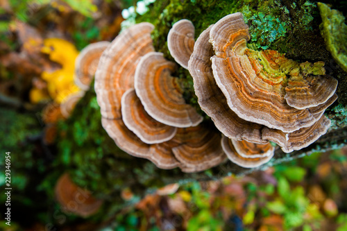 Medicinal Turkey Tail Mushroom