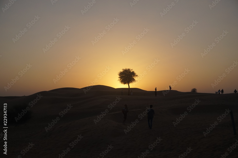 tree in desert at sunset