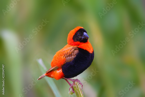 Canvas Print The southern red bishop or red bishop (Euplectes orix) sitting on the branch with green background