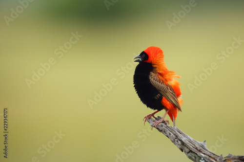 Fototapet The southern red bishop or red bishop (Euplectes orix) sitting on the branch with green background