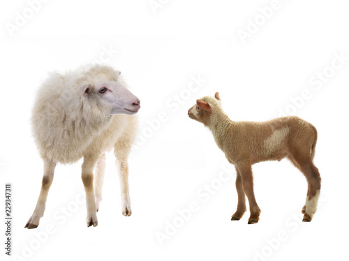 baby and sheep on a white