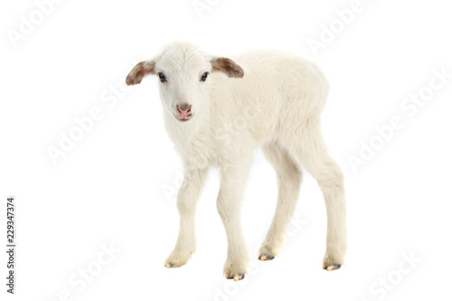 going baby sheep on a white
