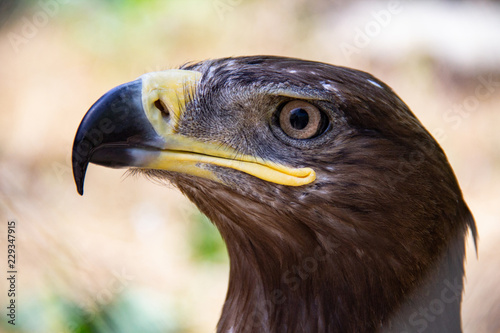 Head of the golden eagle