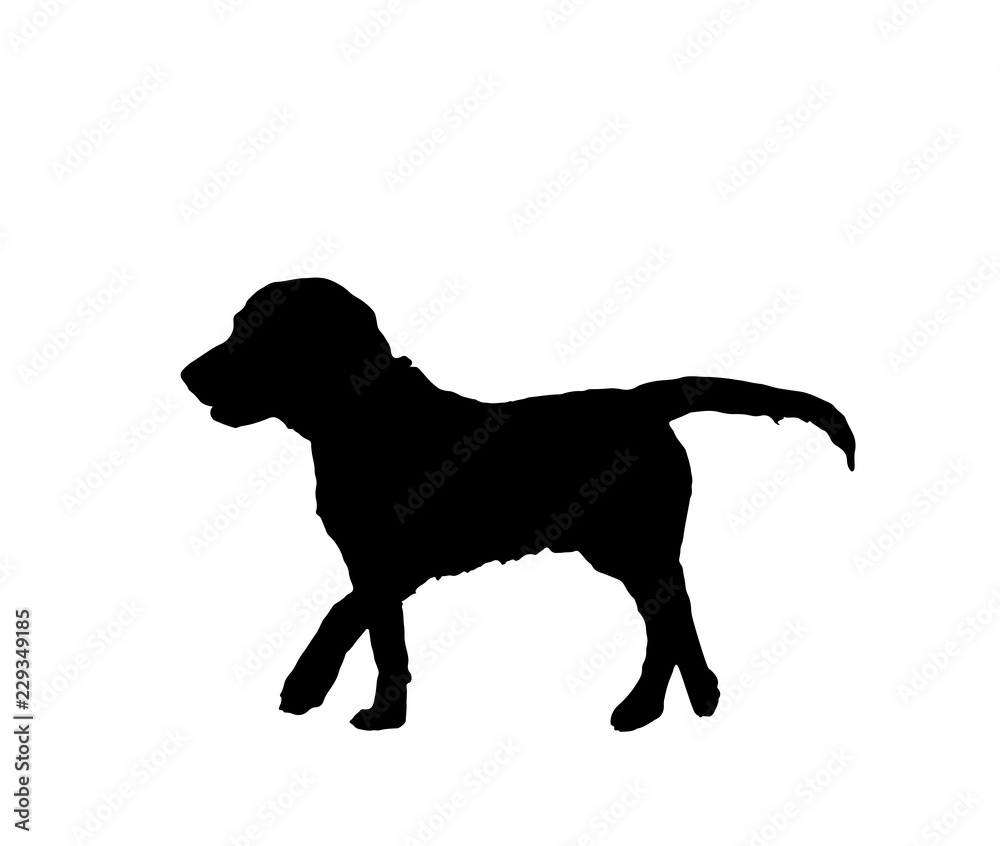 Dog black silhouette isolated on white background, vector eps 10