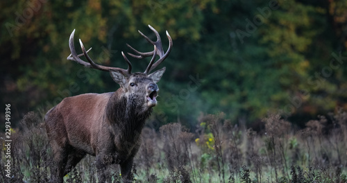 Dominant red stag deer Roaring during autumn rutting season
