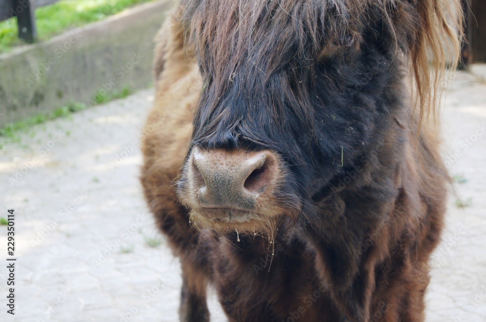 Highlands,scottich, scotland, cattle, glasgow, west higland way, cow, oban, highland, iceland, cattle cow, mallaig, wildlife, black, hairy, pet, baby, wild, animals, farm, hair, calf