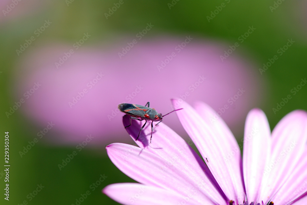 Fototapeta premium BEETLE, LADYBIRD zapylający kwiat