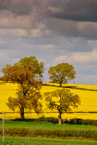 Rapeseed Oil Fields in Mortimer West Berkshire England United Kingdom