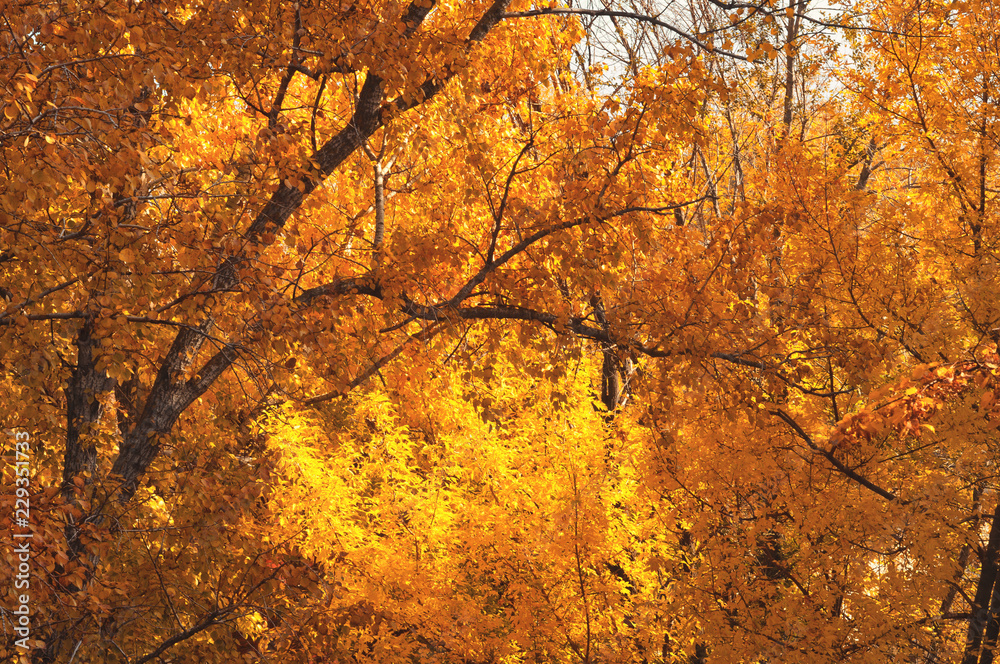 Golden autumn in October. Yellow - orange foliage on branches trees. Fall background Golden autumn in October. Yellow - orange foliage on branches trees. Fall background