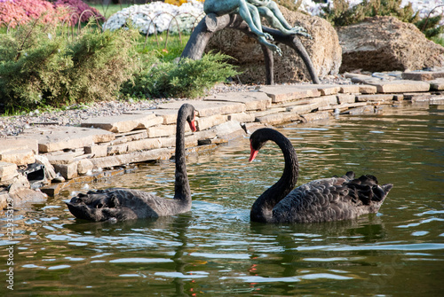   A pair of black swans swimming in the lake