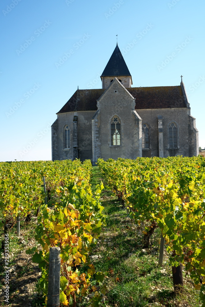 Chablis,France-October 16, 2018: Vineyard in Chablis, Bourgogne,France, in autumn