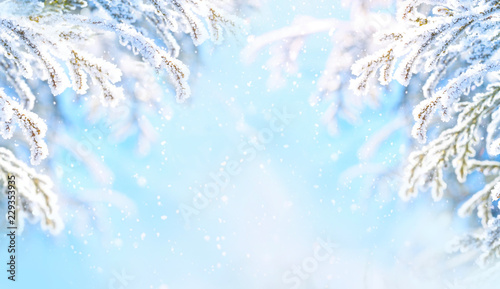 Winter Christmas scenic background with copy space. Snow landscape with spruce branches covered with snow close-up and falling snow on nature outdoors, copy space, toned blue.