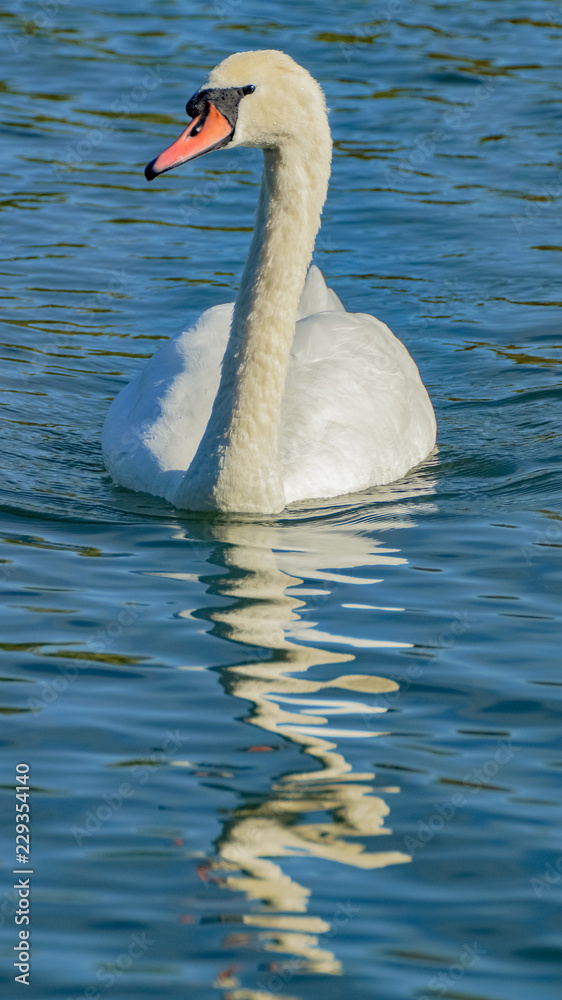 Large White Mute Swan on Reservoir Lake in Summer Shine Close Up Portrait Large White Mute Swan on Reservoir Lake in Summer Shine Close Up Portrait
