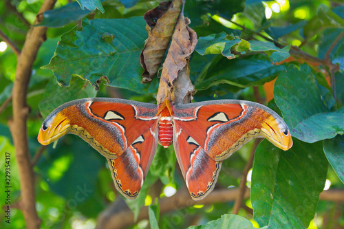 Atlas moth (scientific name: Attacus atlas)