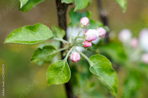 Blooming apple tree branch isolated on white background