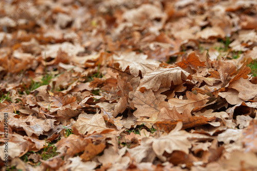 Carpet of fallen autumn leaves on grass. Beautiful colorful leaves in autumn forest. Red, orange, yellow, green and brown autumn leaves. Maple, hazel and oak dry foliage.