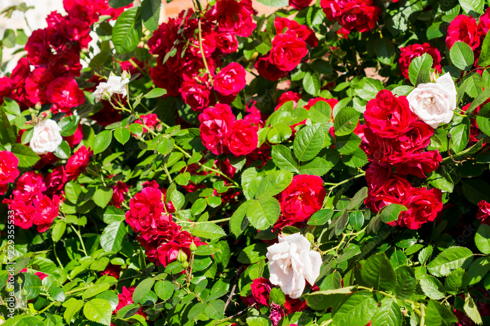 Red rose bushes with green leaves, a perfect gift for a woman for any occasion. Luxury view on a summer day Red rose bushes with green leaves, a perfect gift for a woman for any occasion. Luxury view on a summer day