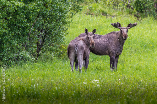 Moose Norway