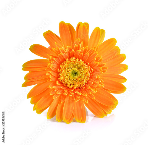 beautiful Orange gerbera flower isolated on white background