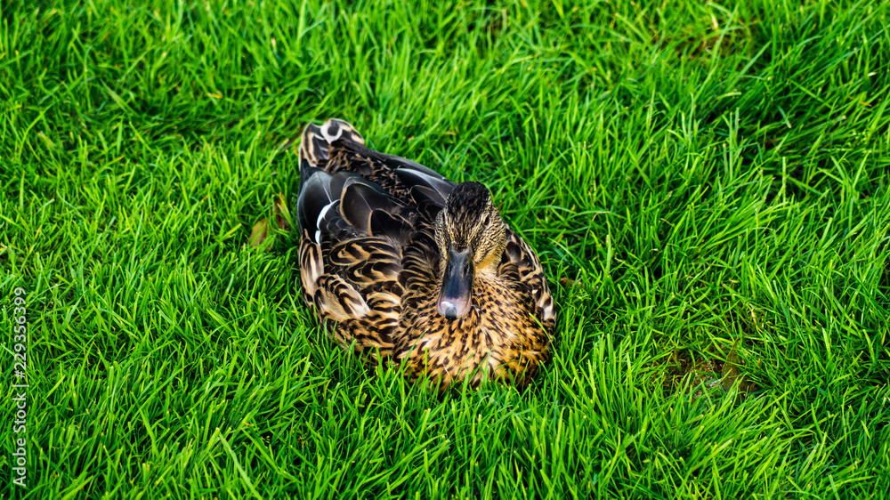 Fototapeta premium Close Portrait up of Female Mallard Duck (Anas platyrhynchos)