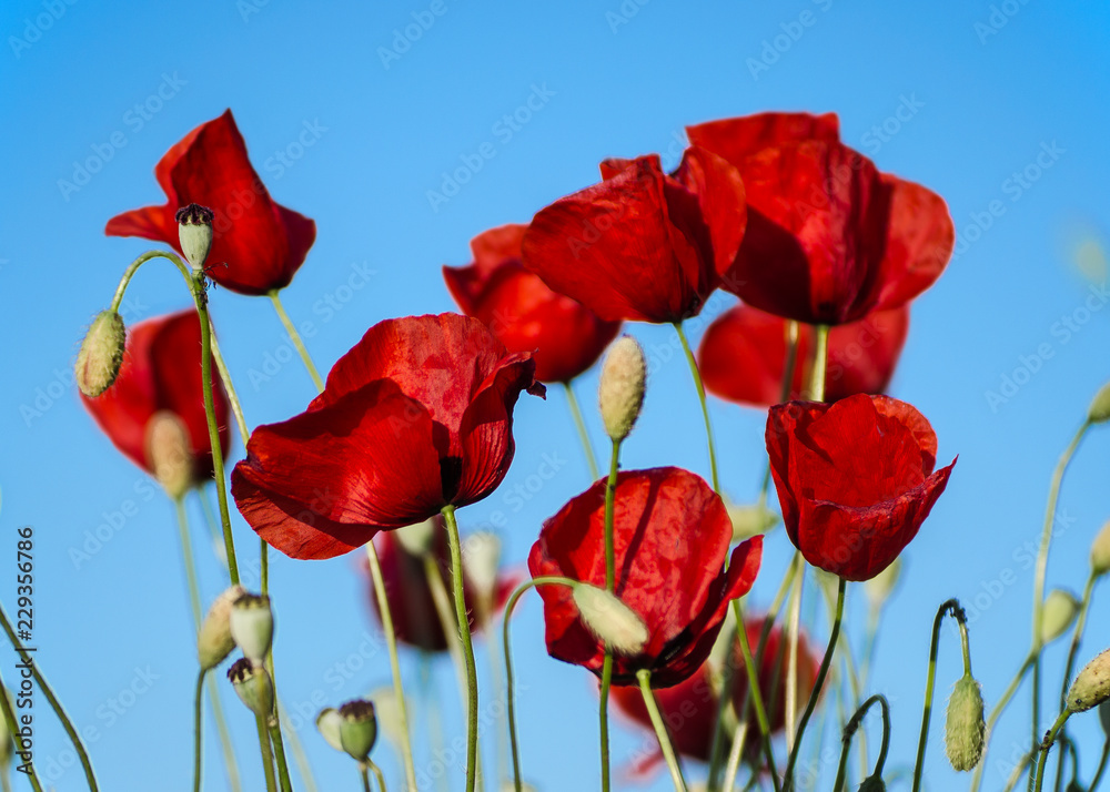 Obraz premium czerwone maki