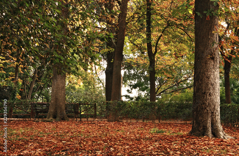 autumn has arrived in the park