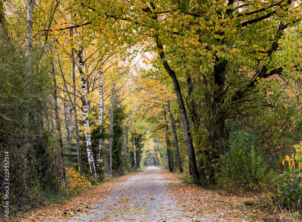 long gravel path leading through a canopy of fall foliage color forest