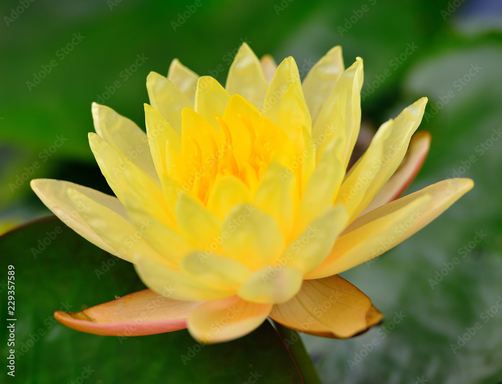 Yellow Lotus flowers (Nymphaea,Waterlily)